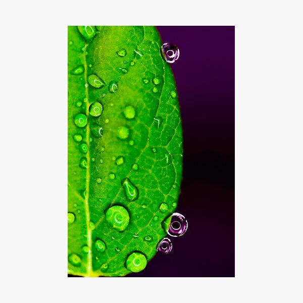 gotas en la hoja Photographic Print