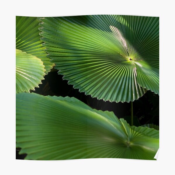 Radial Charm (Licuala Cordata Palm, FNQ) Poster