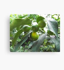 Fruitful Canvas Print