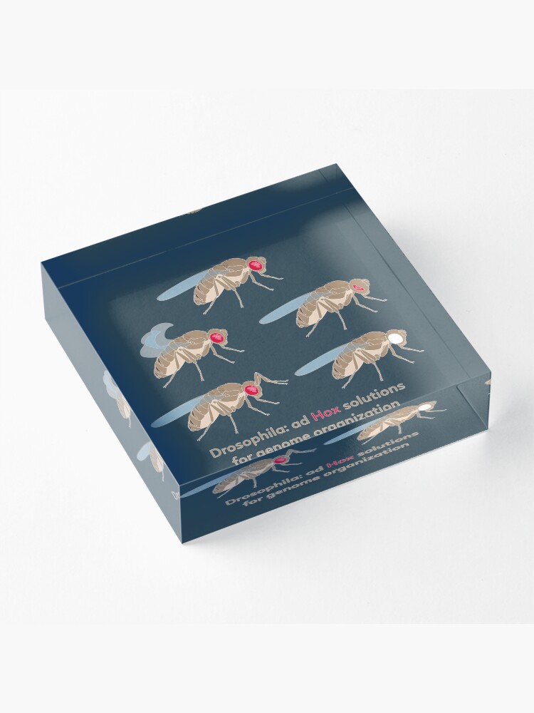 Alternate view of Drosophila Mutations: Ad Hox Solutions for Genome Organization Acrylic Block