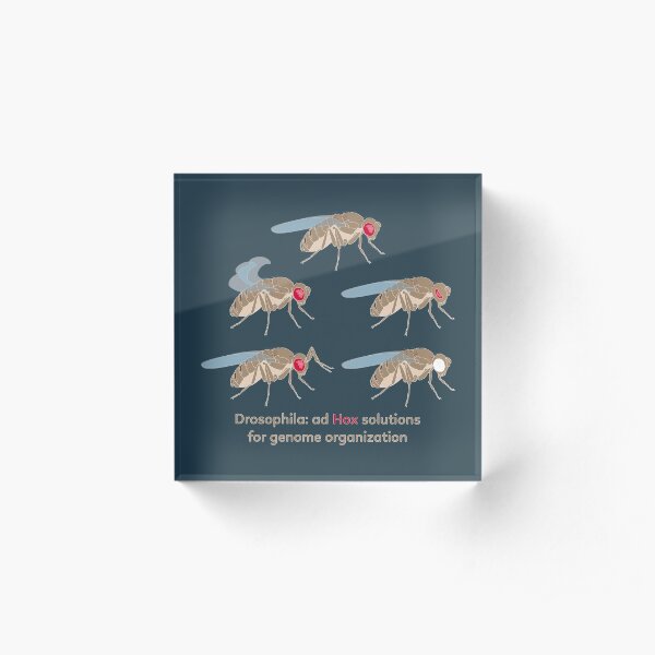 Drosophila Mutations: Ad Hox Solutions for Genome Organization Acrylic Block