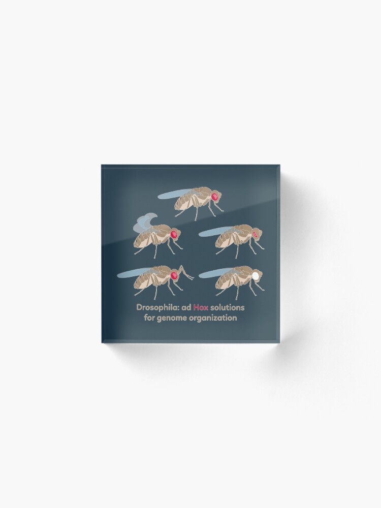 Alternate view of Drosophila Mutations: Ad Hox Solutions for Genome Organization Acrylic Block