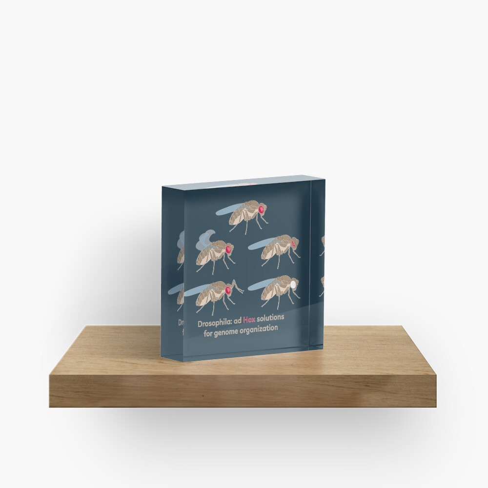 Drosophila Mutations: Ad Hox Solutions for Genome Organization Acrylic Block