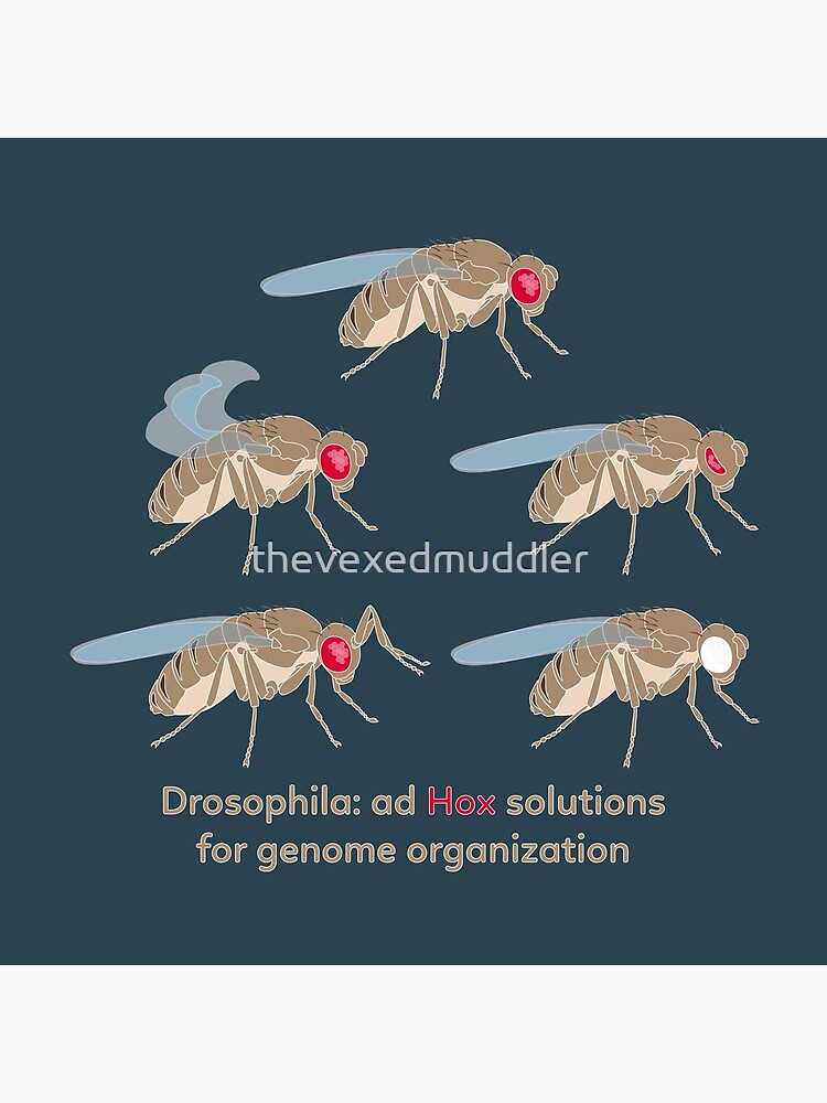 Drosophila Mutations: Ad Hox Solutions for Genome Organization by thevexedmuddler