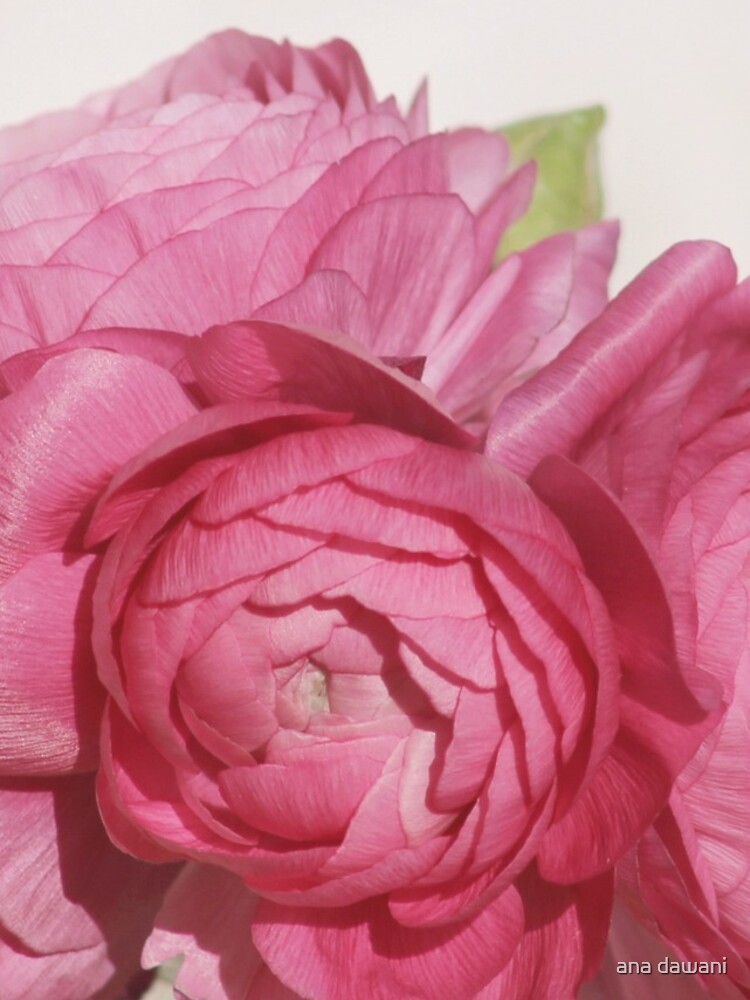 Thumbnail 4 of 4, iPhone Case, Pink Ranunculus designed and sold by ana dawani.