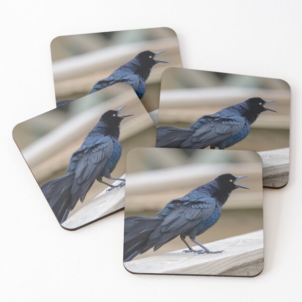 Item preview, Great Tailed Grackle Shimmers in Iridescent Color designed and sold by Debra Martz.