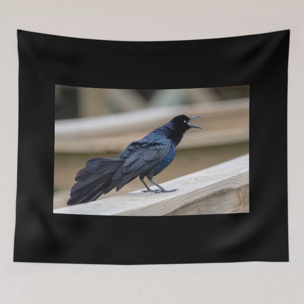 Item preview, Great Tailed Grackle Shimmers in Iridescent Color designed and sold by Debra Martz.