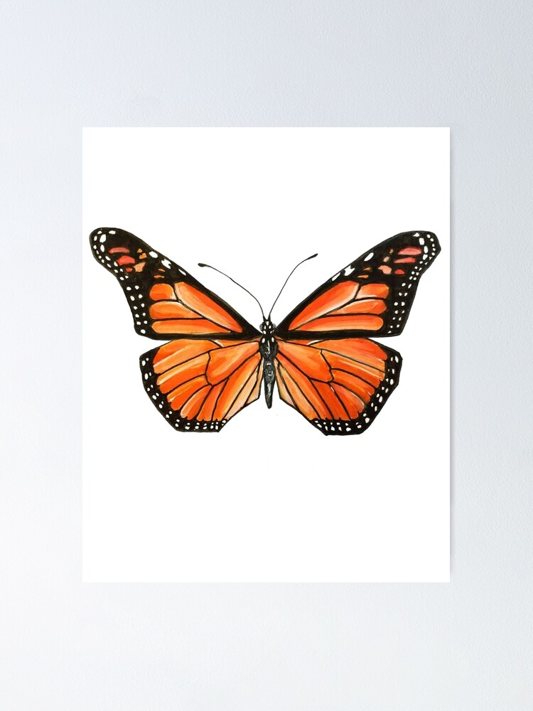 Monarch Butterfly (Danaus plexippus) Dimensions & Drawings