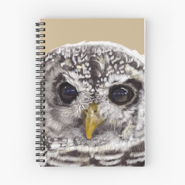Aperçu de l'œuvre Rufous Legged Owl Portrait créée et vendue par VisualCondyle.
