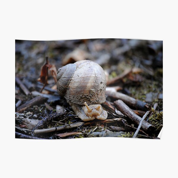 Giant Snail Poster