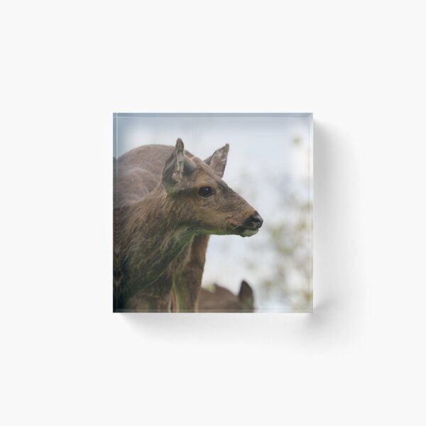 Item preview, Deer in the wild designed and sold by peripheree.