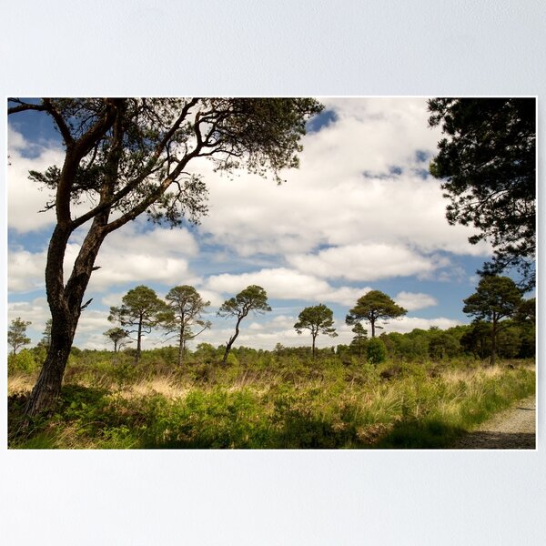 Item preview, Spiny Trees designed and sold by MarcoBell.