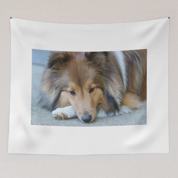 Item preview, Sable Shetland Sheepdog designed and sold by peripheree.
