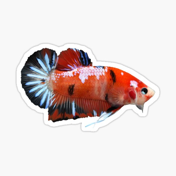 Koi Betta Sticker
