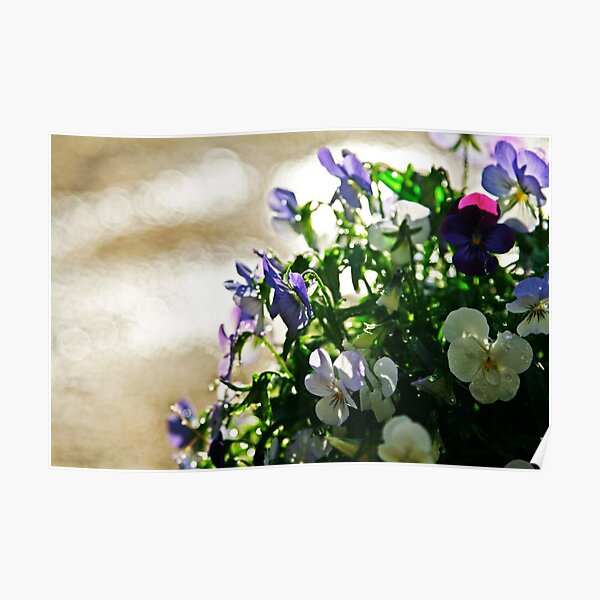 Pansies After the Rain photo by CheyAnne Sexton Poster