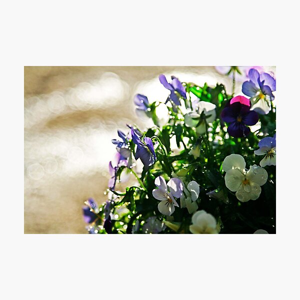 Pansies After the Rain photo by CheyAnne Sexton Photographic Print