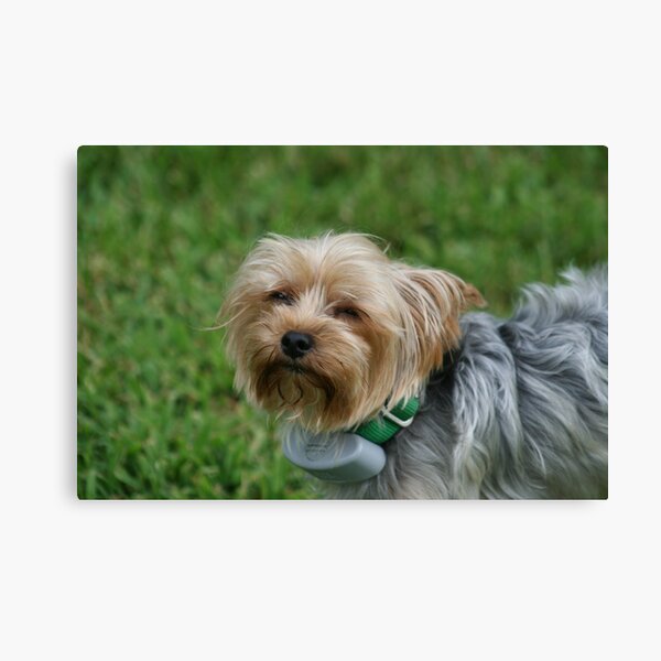 Hmm What did you say? Canvas Print