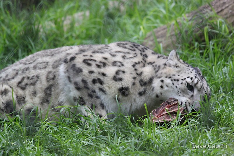 "Snow Leopard Eating" by Dave Cauchi | Redbubble