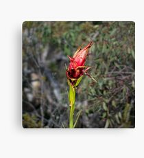 Gymea Lilly Canvas Print