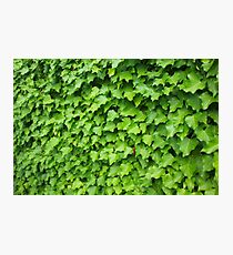 Wall of Ivy Photographic Print