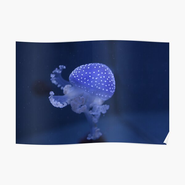 Blue Jellyfish Poster