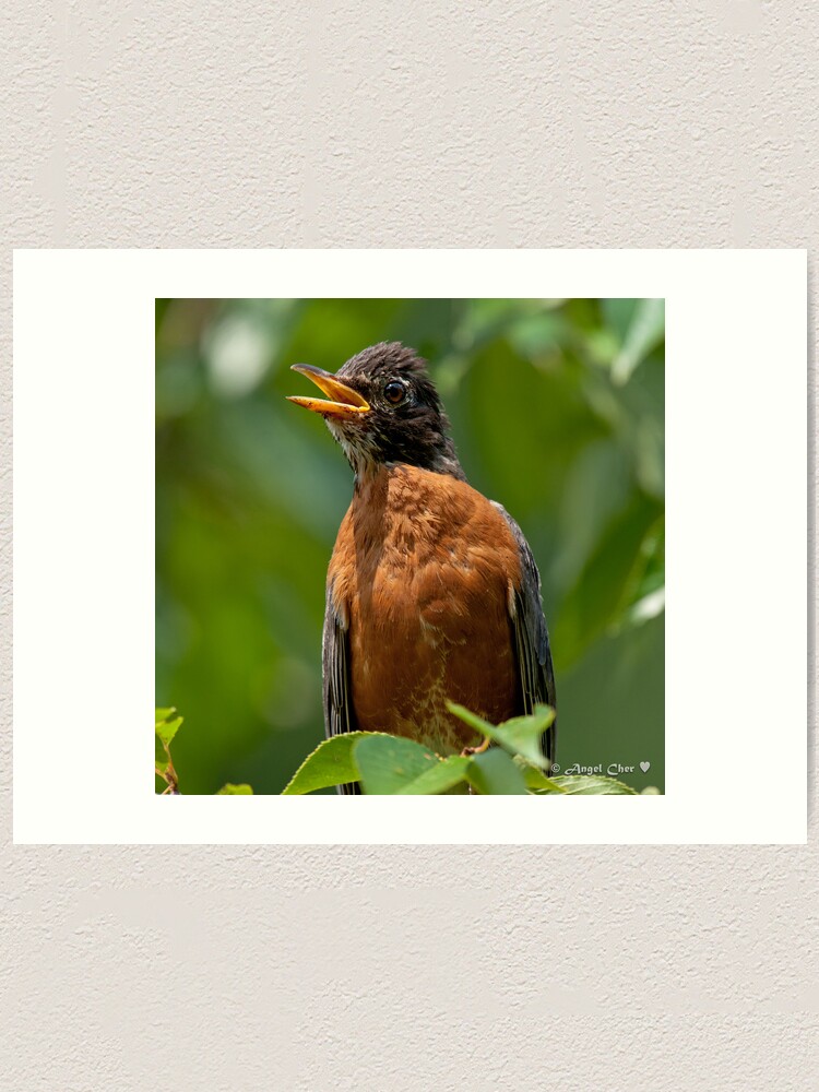 Alternate view of Robin Mama Art Print