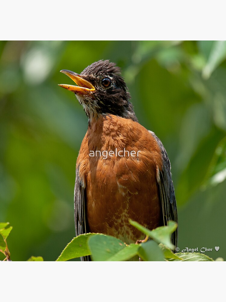 Robin Mama by angelcher