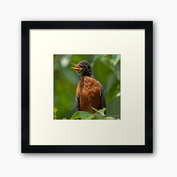 Robin Mama Framed Art Print