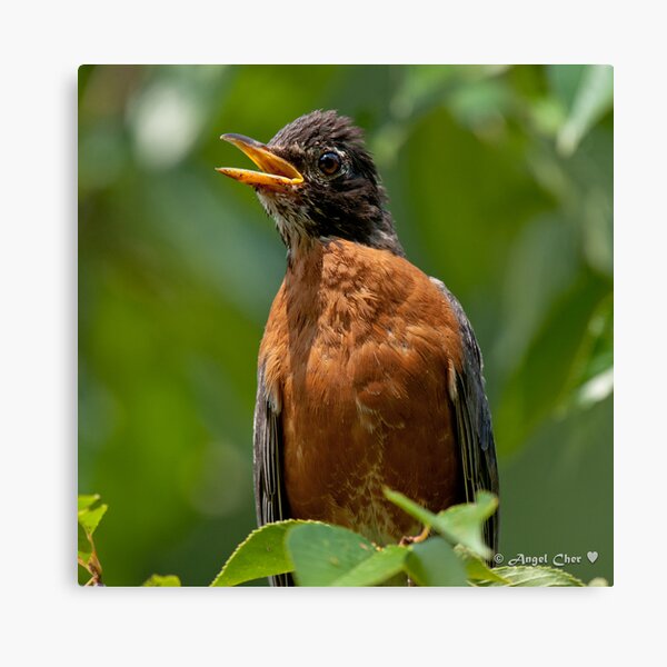 Robin Mama Canvas Print