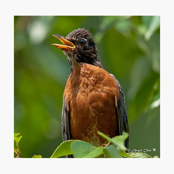 Robin Mama Photographic Print