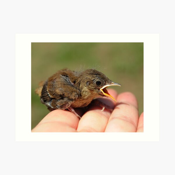 Baby Wren Art Print