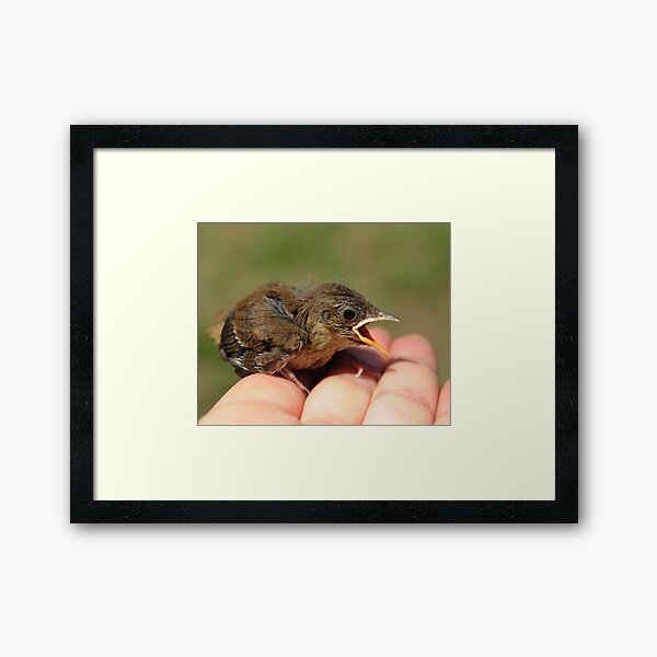 Baby Wren Framed Art Print