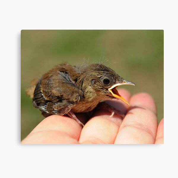 Baby Wren Canvas Print