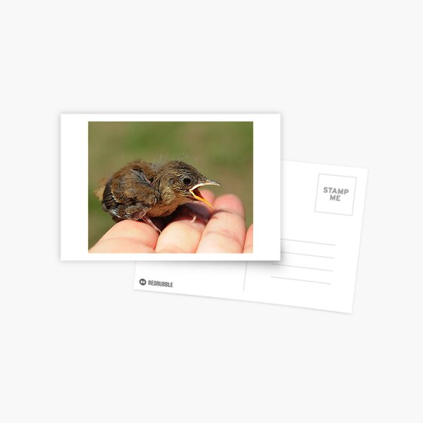 Baby Wren Postcard