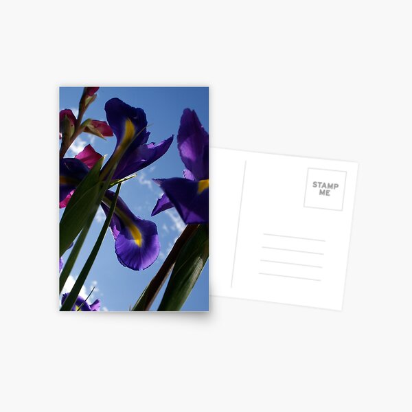 flowers in the sky Postcard