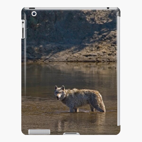Grey Wolf In The Yellowstone River #4363 iPad Snap Case