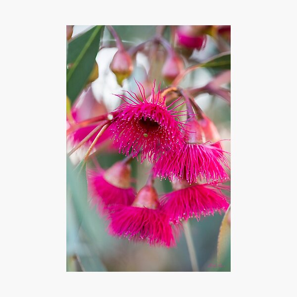 Hot Pink Photographic Print