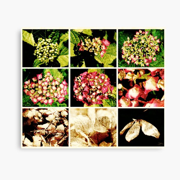 Seasons of a Hydrangea Canvas Print