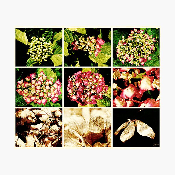 Seasons of a Hydrangea Photographic Print