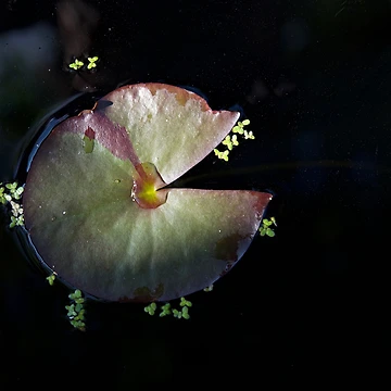 Artwork thumbnail, Afloat by Alexandra Lavizzari