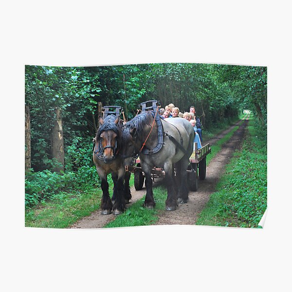 A drive through a green tunnel..... Poster