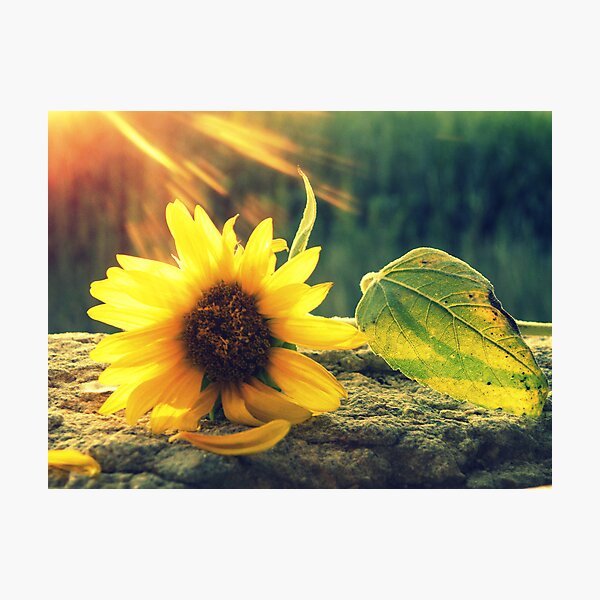 Item preview, Sunflower' designed and sold by Elly rose Page.