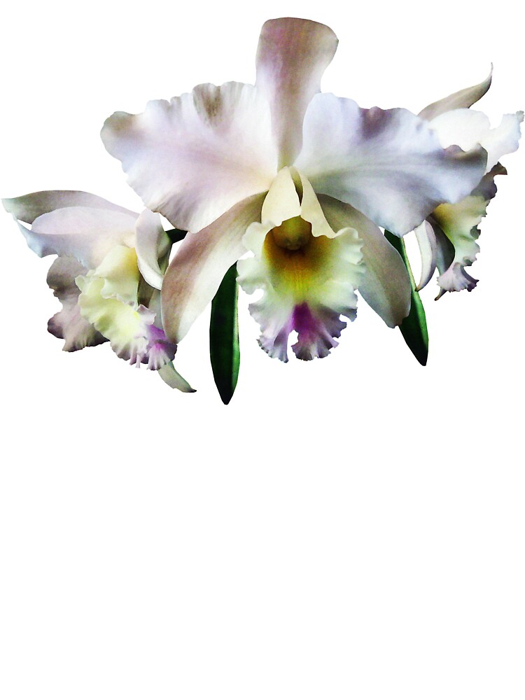 Camiseta para niños «Orquídeas Cattleya Blancas» de SudaP0408 | Redbubble