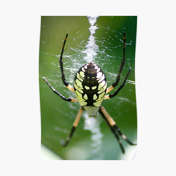 Black & Yellow Garden Spider Poster