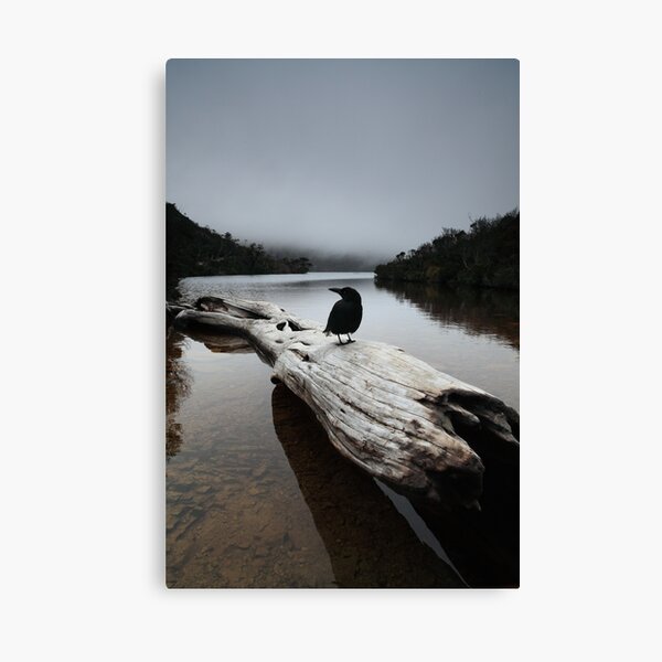 the blackjays log...... Canvas Print