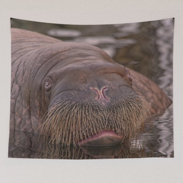 Item preview, Walrus Close-Up designed and sold by rawshutterbug.