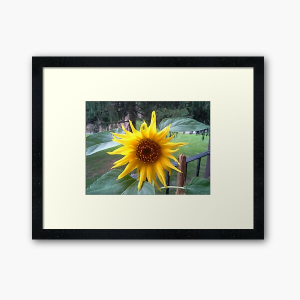Item preview, NEW BORN SUNFLOWER designed and sold by JoAnnHayden.