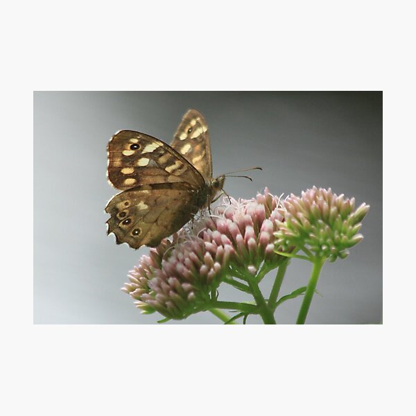 Item preview, The Speckled Wood (Pararge aegeria) designed and sold by DutchLumix.
