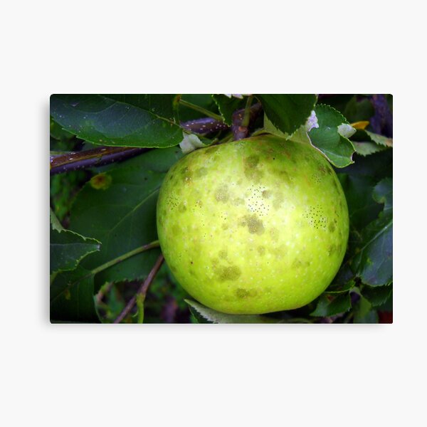 Applicious! Canvas Print