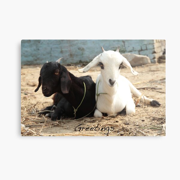 Greetings Metal Print